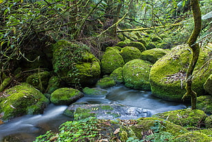 timelapse photo of stream surrounded with stones full of green algae during daytime HD wallpaper