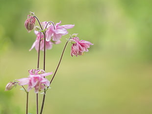 pink in bloom flower at daytime, columbine