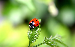 ladybug in green leaved plant in shallow focus photography HD wallpaper