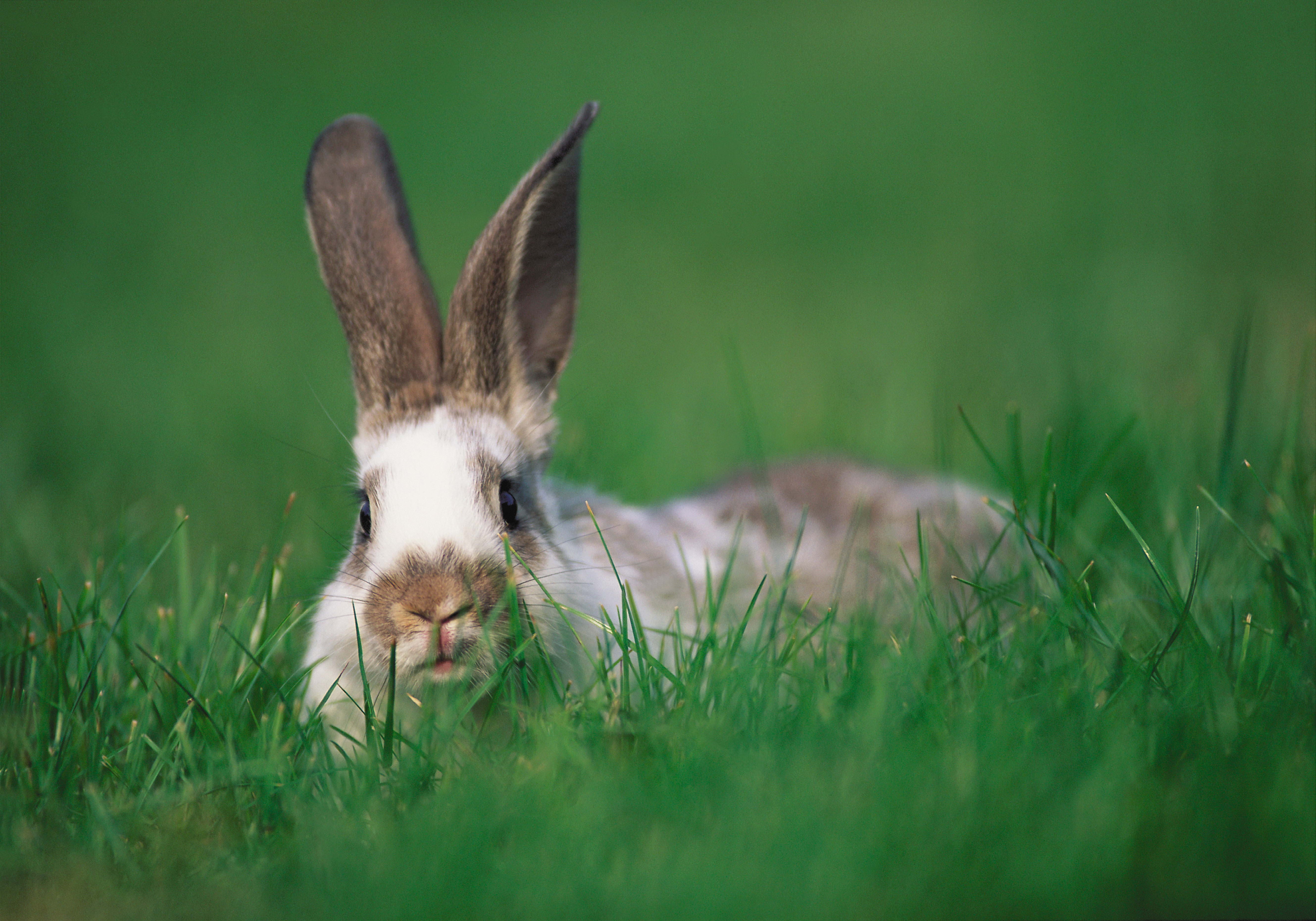 white and brown rabbit on green grass