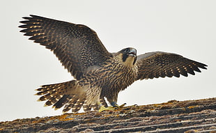 brown falcon spreading its wings HD wallpaper
