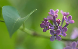 pink 4-petaled flower, green, flowers, nature, lilac