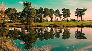 green leaf trees, nature, trees, water, reflection