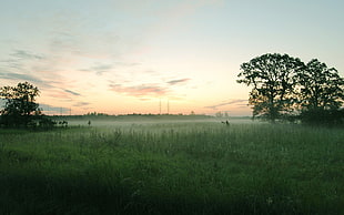 green grass field, landscape, field, mist, nature HD wallpaper