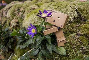 two purple flowers, Danbo, Japan, Japanese, Japanese Garden