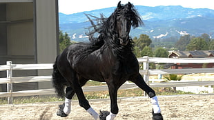 black horse jogging HD wallpaper