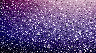 dew drops on purple surface HD wallpaper