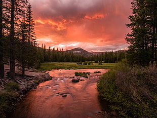 landscape photography of river between green trees during daytime HD wallpaper