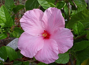 pink petaled flower