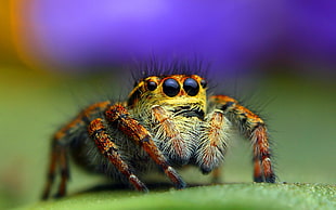 close-up photo of brown jumping spider on green surface HD wallpaper