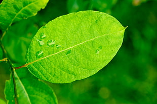 shallow focus photography green leaf HD wallpaper
