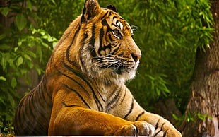lion, tiger, animals, nature, big cats HD wallpaper