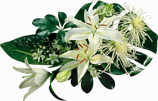 white petaled flowers illustration