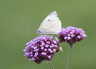 white Skipper Butterfly perched on purple Lantana flower in close-up photography during daytime, verbena HD wallpaper