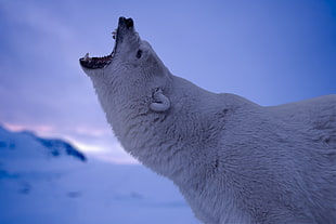 Polar bear roar photo HD wallpaper