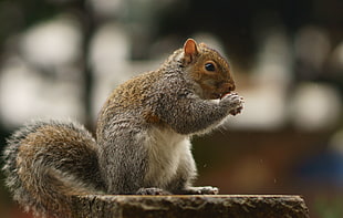 selective focus photography of squirrel eating wallnut HD wallpaper