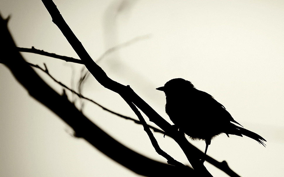 black and white feather print textile, silhouette, simple, birds HD wallpaper