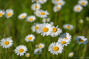 photography of daisy flowers HD wallpaper