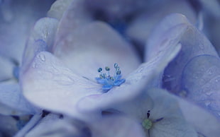 purple Hydrangea flowers with dewdrops HD wallpaper
