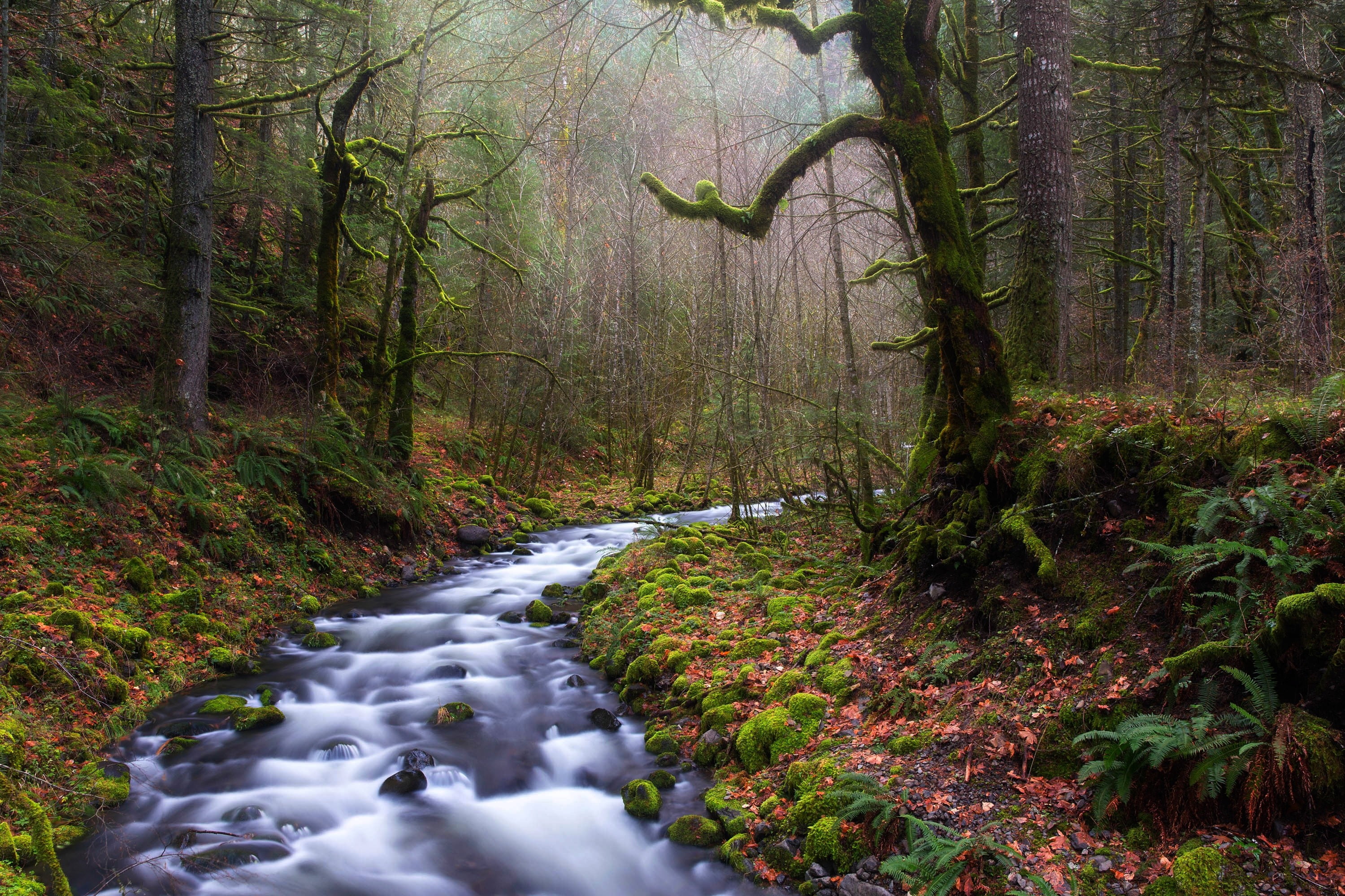 timelapse photography of river near trees, nature, landscape, forest, river