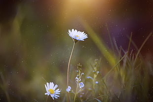 white Daisy flower in bloom at daytime