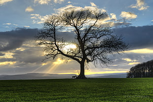 silhouette of tree with animal on green grass field with sun rays during daytime HD wallpaper