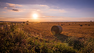 green grass field during daytime, united kingdom HD wallpaper