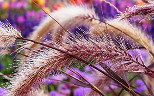 purple leaf