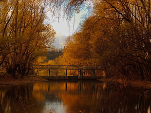 brown leafed trees, nature, forest, bridge, red