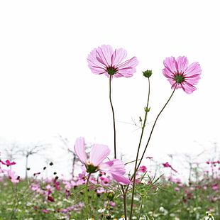 pink petaled flower field HD wallpaper