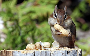 shallow photography on brown Squirrel while eating peanut during daytime HD wallpaper