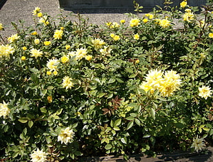 yellow Dahlias closeup photo at daytime HD wallpaper