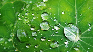 microphotograpy of water droplets on leaf, nasturtiums, gerbils
