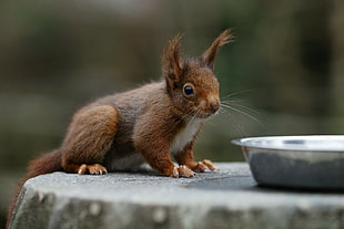 brown animal on gray surface, squirrel