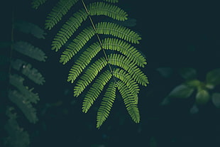 green fern plant