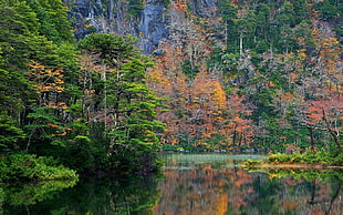 green and brown trees, nature, landscape, forest, fall