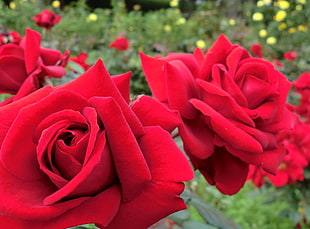 red roses