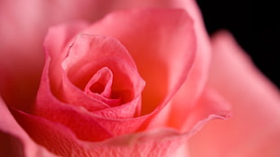 close up photo of pink rose