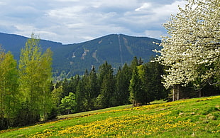 greenfield with trees and high mountain hill under cloudy sky during daytime