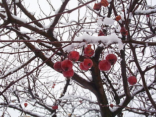 low angle photography of red cherry tree with snow HD wallpaper
