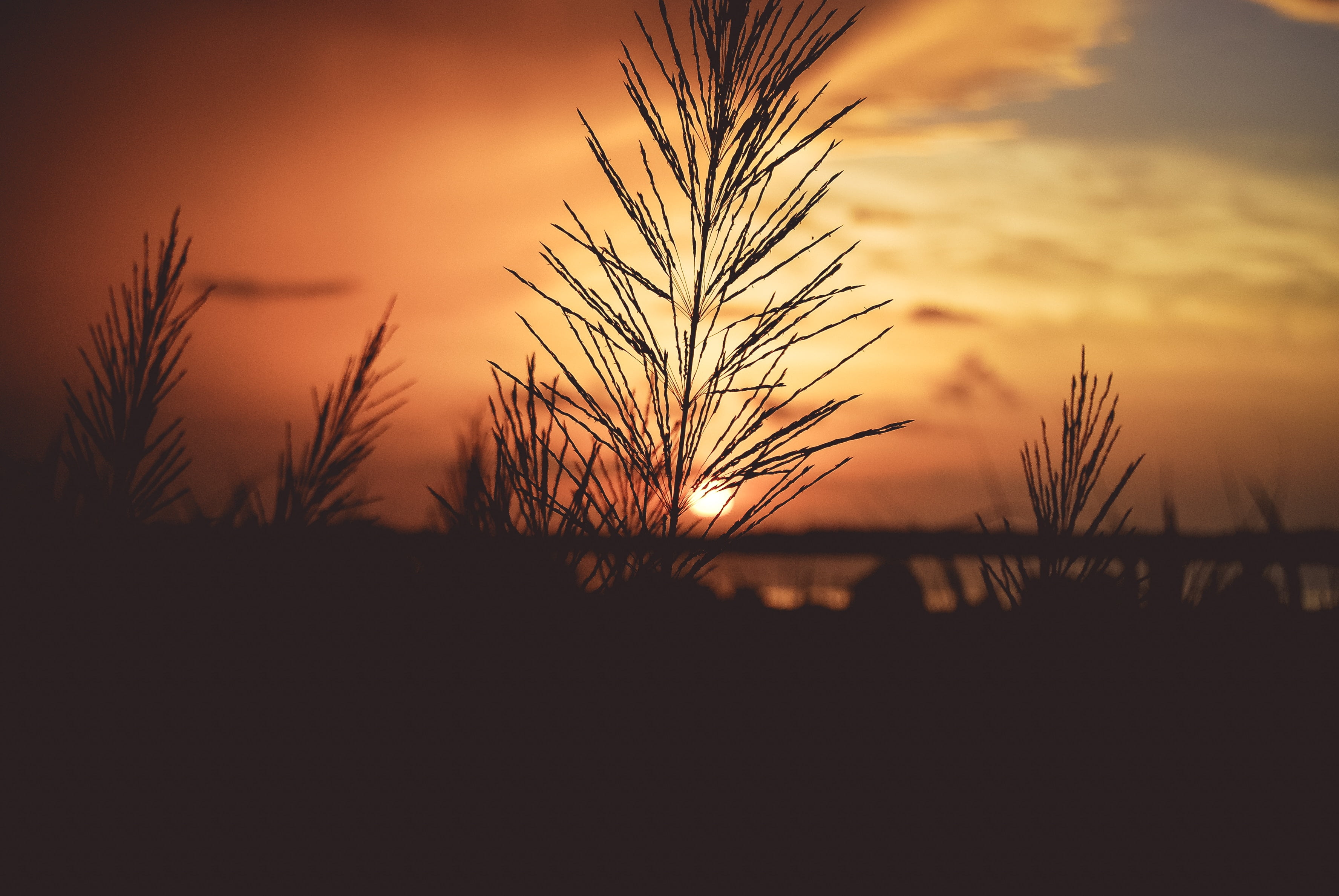 silhouette of plants, Plant, Dawn, Stem