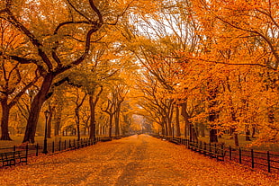 concrete road filled with dried leaves surrounded by trees, central park