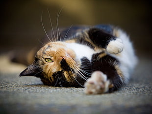 tortoise cat lying on floor HD wallpaper