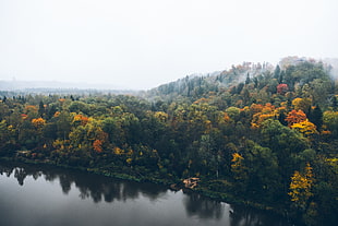 green trees