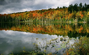 mirror photography of maple trees under stormy cloud