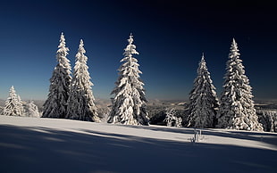 white trees with snows