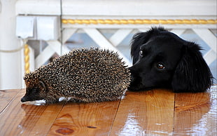 black puppy beside black and white hedgehog HD wallpaper