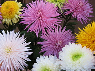 red and white Spider Mums flowers HD wallpaper