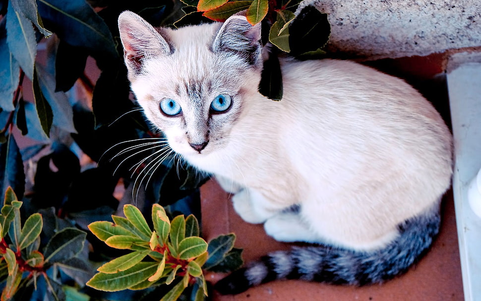 close-up photography of blue eyed short-fur kitten HD wallpaper