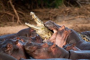 hippopotamus and crocodile, animals, hippos, crocodiles, reptiles